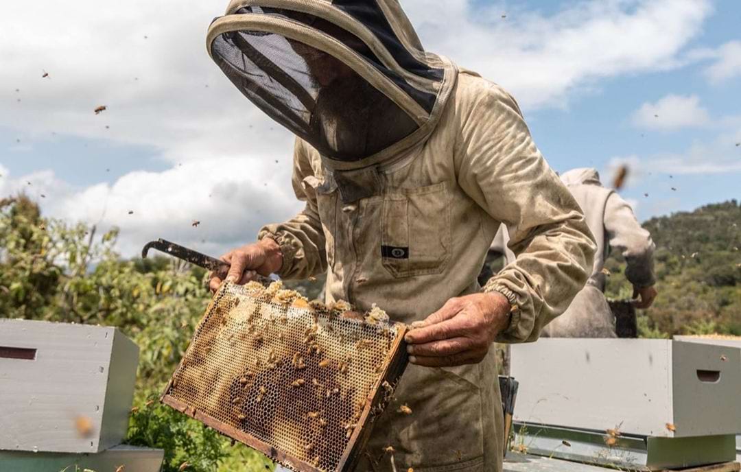 10 Tips for New Beekeepers