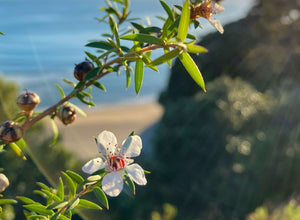 Manuka Tree: What To Know About Leptospermum Scoparium