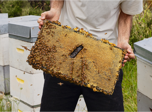 What is a Prebiotic and Why Does Manuka Honey Matter?