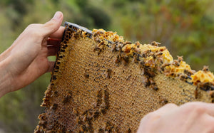 Monofloral vs. Multifloral Honey: Understanding Your Best Option