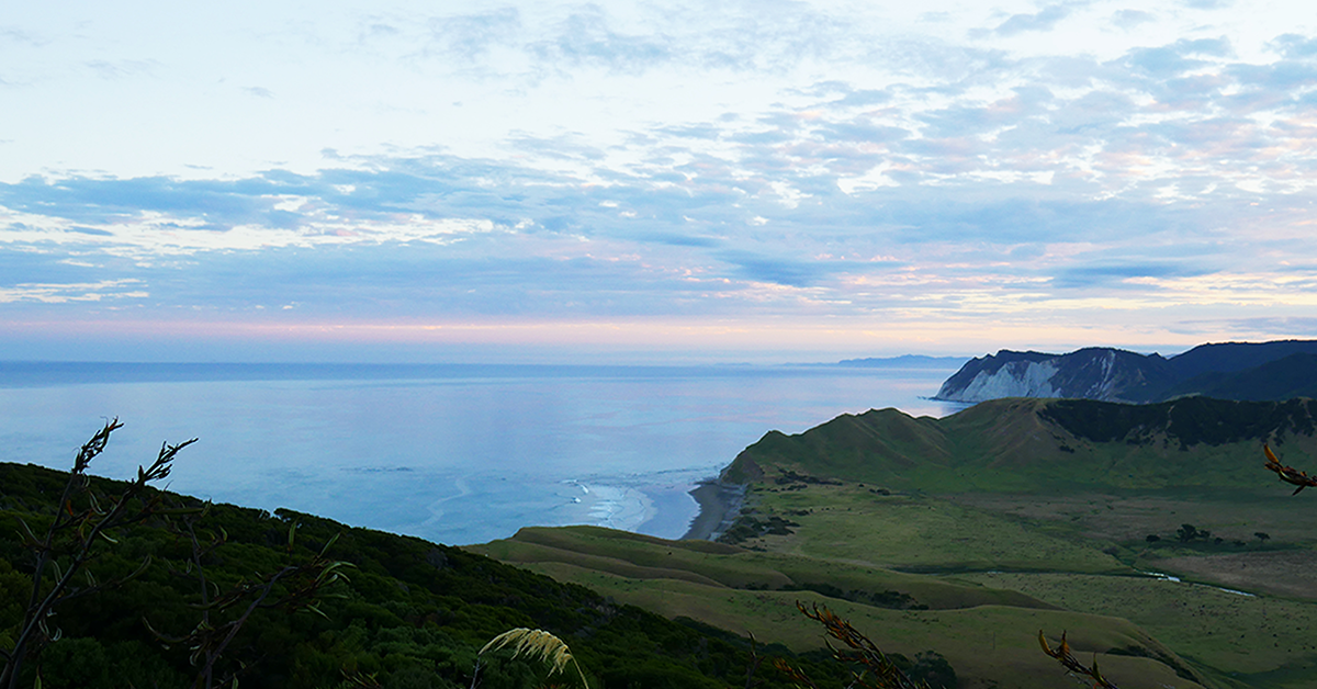 Back To The Source - Authenticity For Manuka Honey