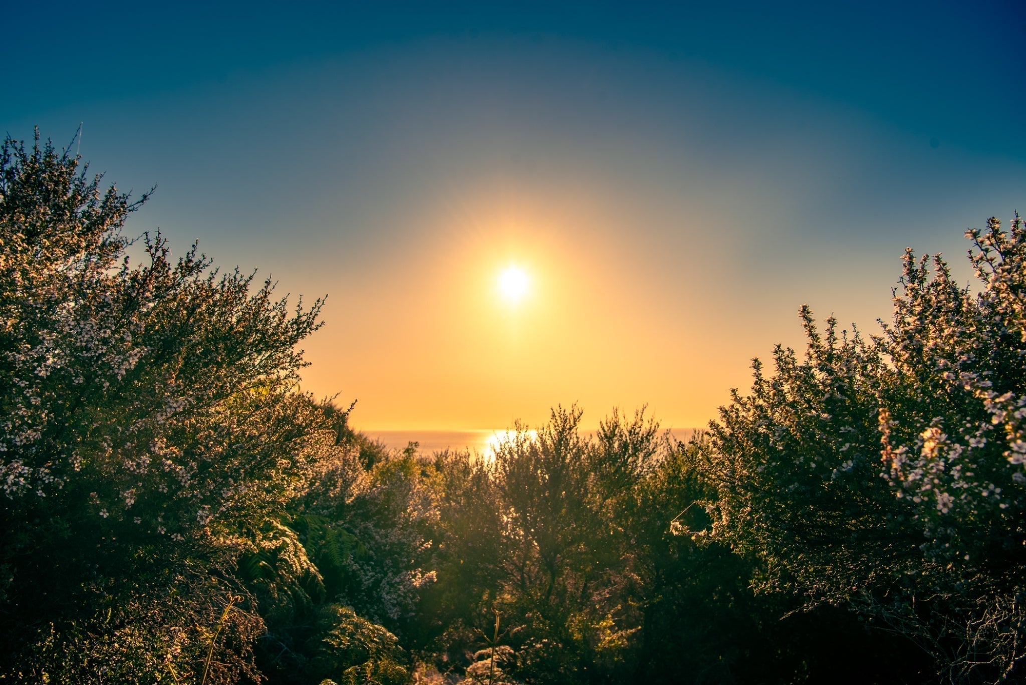 The Non-GMO Project: What Non-GMO Means (And Why It Matters)