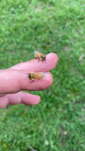 The Art of Ethical Beekeeping - Manukora's Ethical Beekeeping Standard