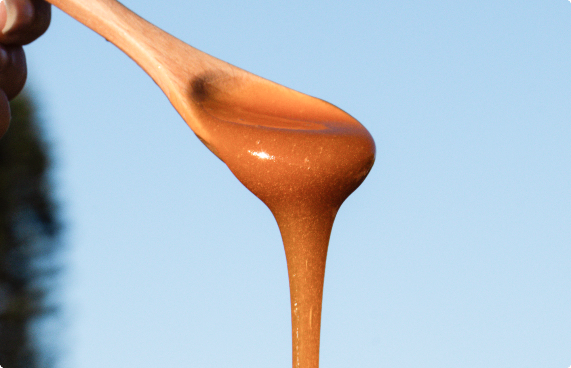 Is Cheaper Manuka Honey Better? Understanding Price and Quality