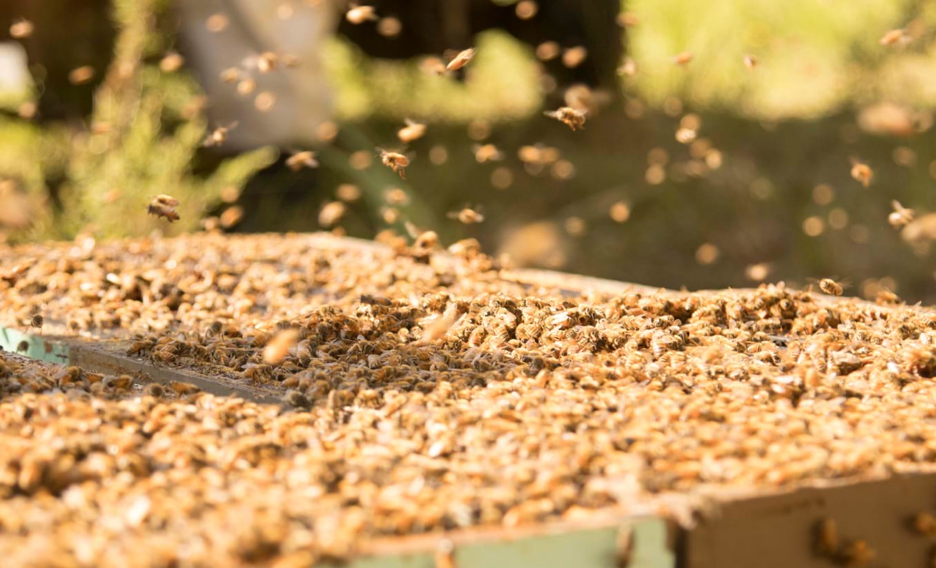 How Is Honey Made? Exploring the Fascinating Honey-Making Process