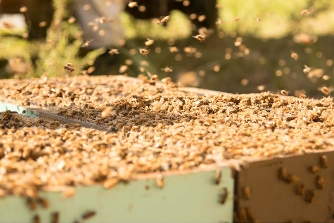 Do Honey Bees Sting? What You Need To Know