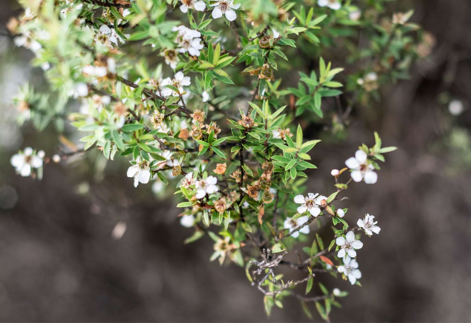 The Role of Pollinators: How Different Bees Influence Honey's Taste