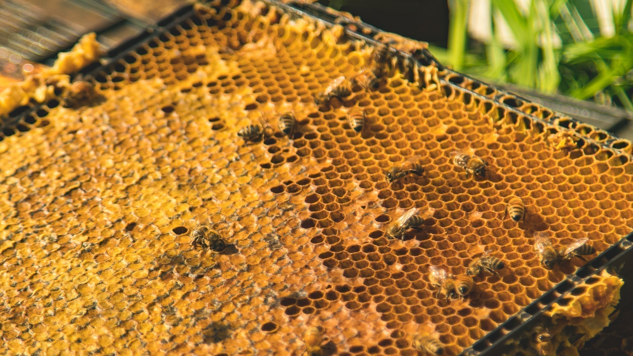 How Do Bees Make Honey?