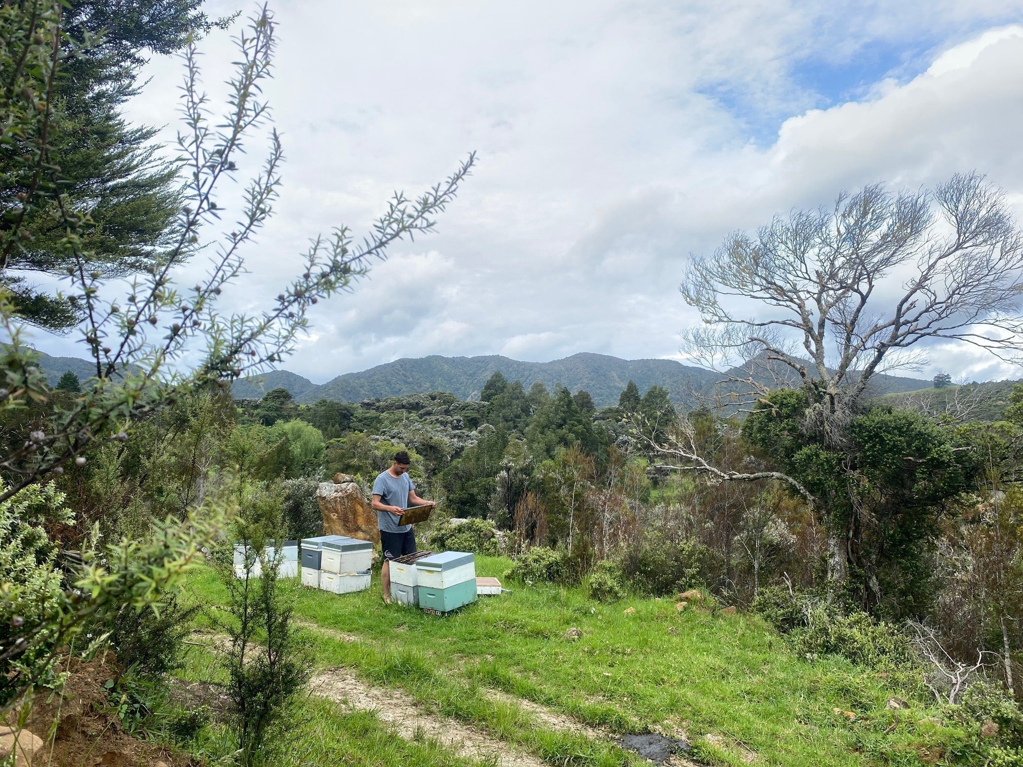 Pesticide-Free Manuka: How Manukora Maintains Natural Purity