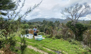 The Journey from Nectar to Nutrient: How MGO Is Formed in Manuka Honey