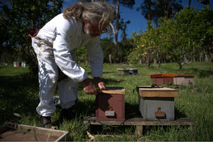 The Journey of Manuka Honey: From Bees to Your Table