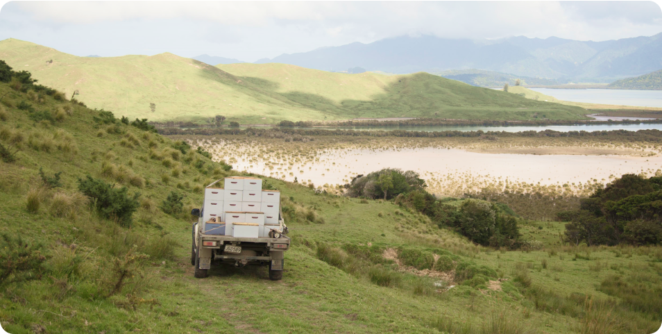 Why Each Batch is Different – Celebrating Natural Variation in Your Manuka Honey