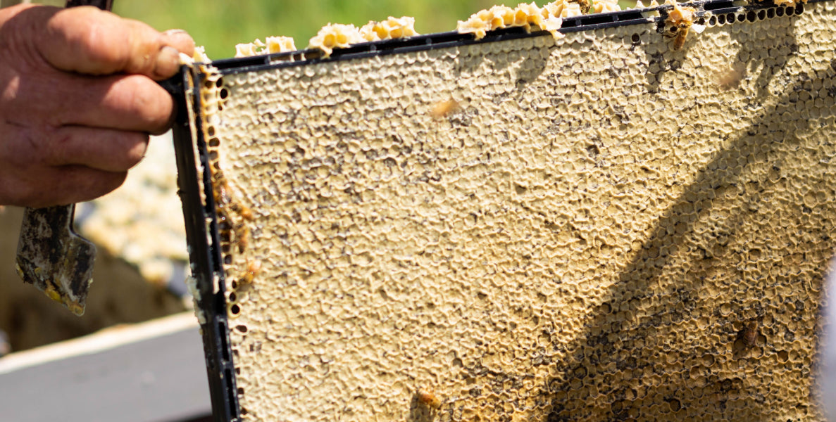 Can You Eat Honeycomb? Uses, Benefits & More