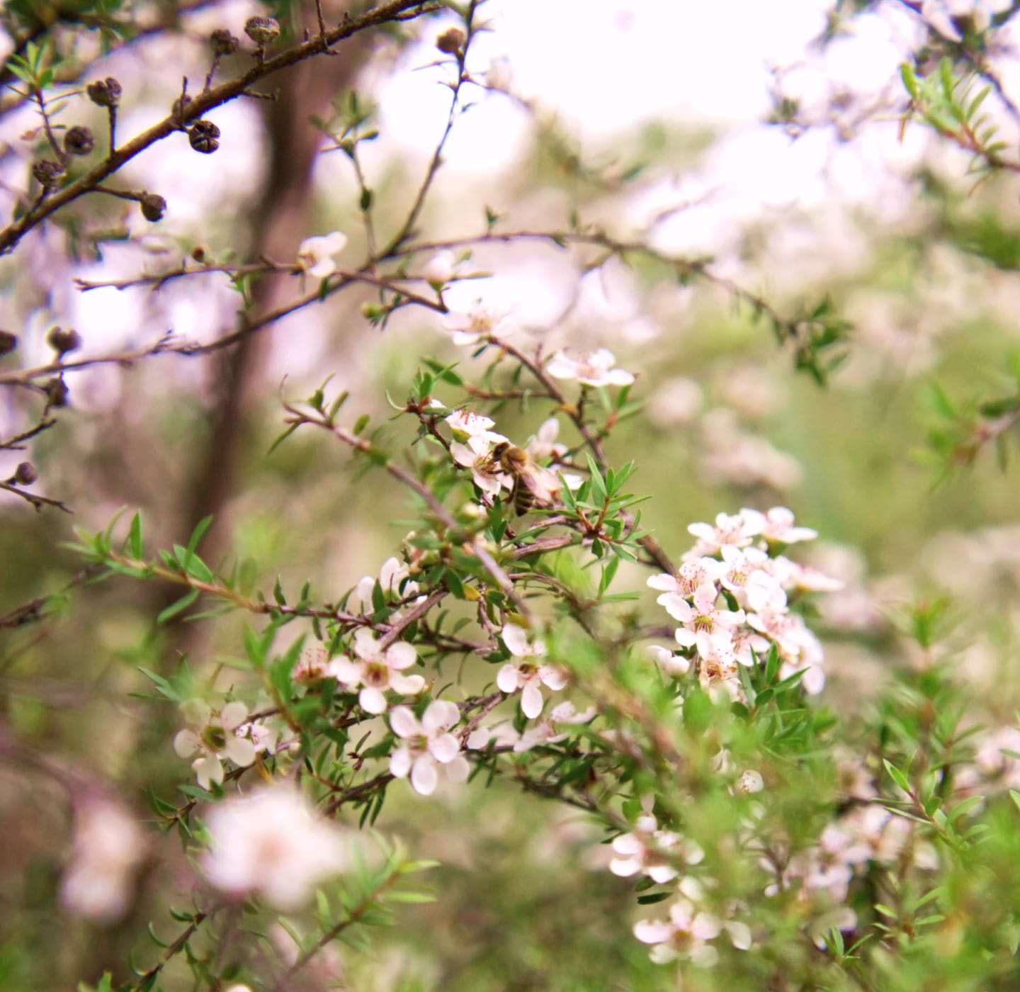 Glyphosate-Free Manuka Honey: Why It Matters for You and the Environment