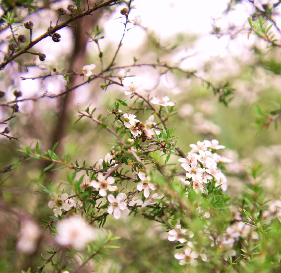 Can Manuka Honey Help With Allergies? Exploring Natural Relief Options