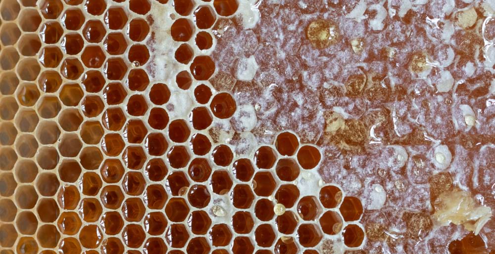 Raw Honey vs. Pure Honey: Unveiling the Differences and Benefits