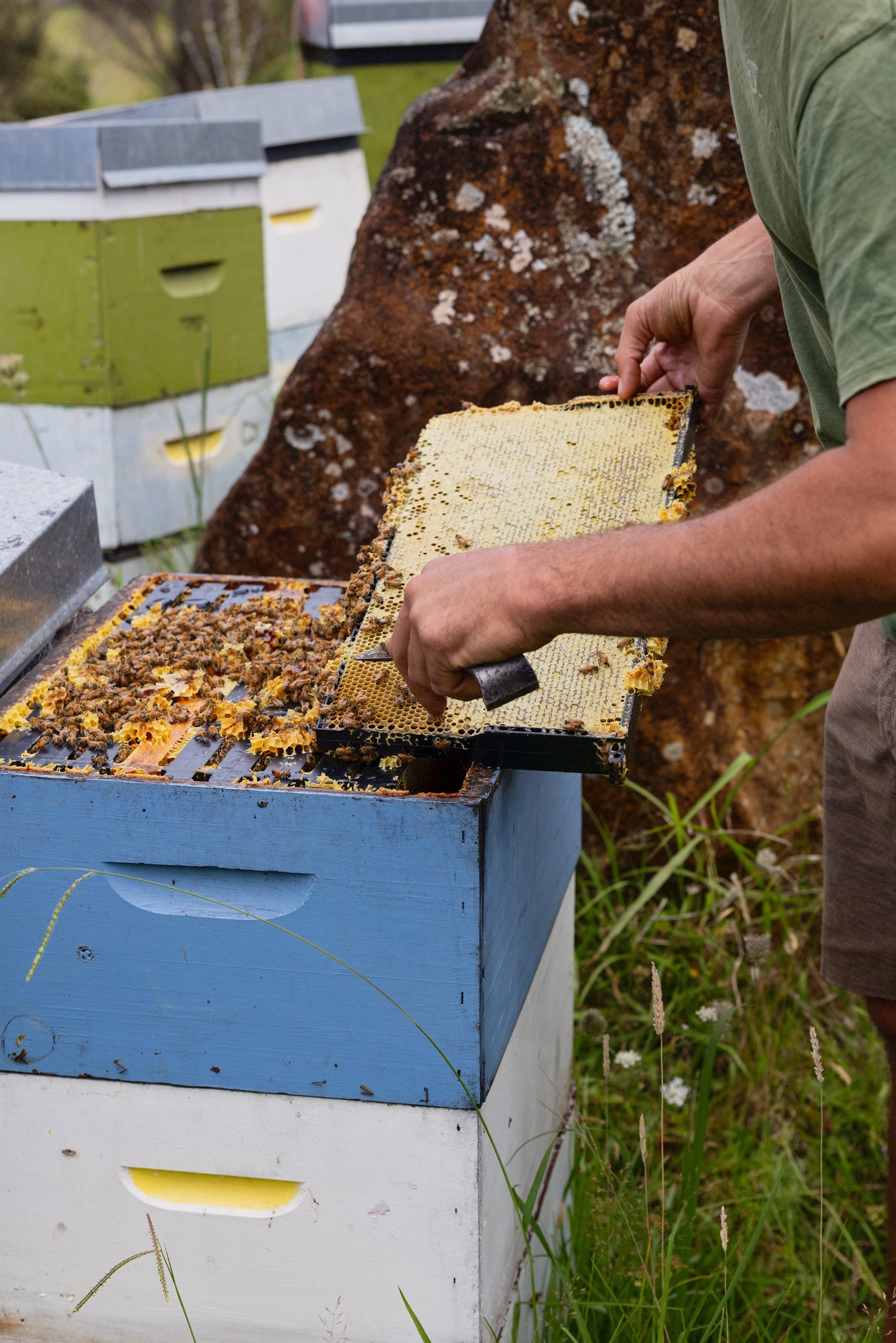 Why Authenticity and Pricing Matter When Buying Manuka Honey