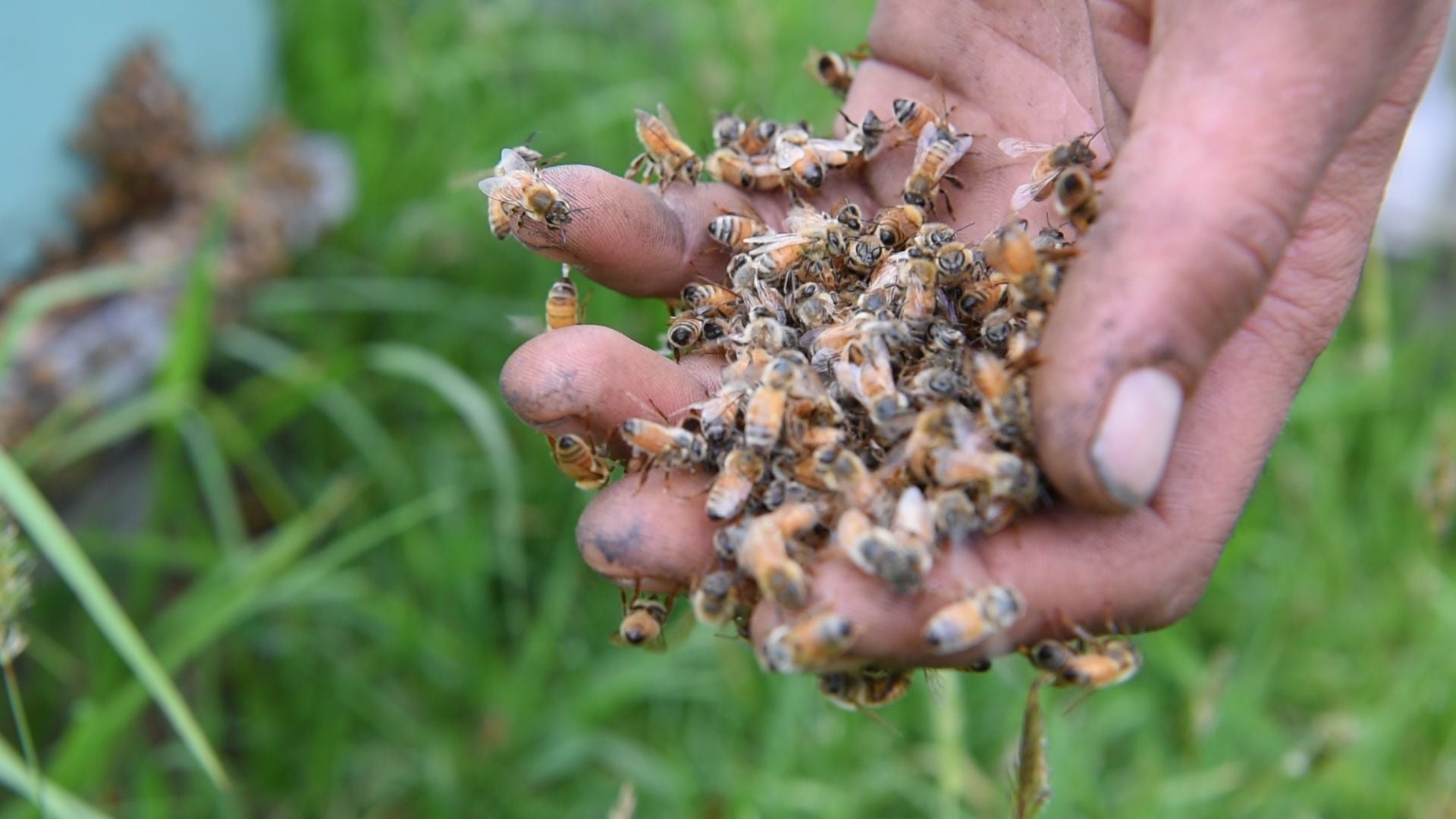 Do Honeybees Die After They Sting?