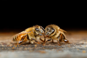 Do Bees Eat Their Own Honey?