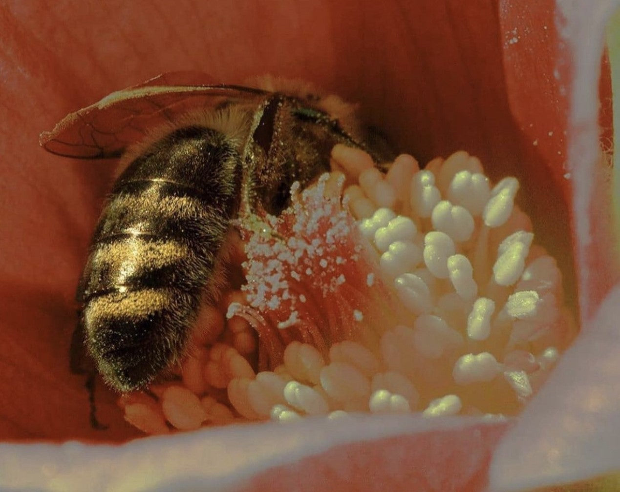 How Much Honey Do Bees Make?