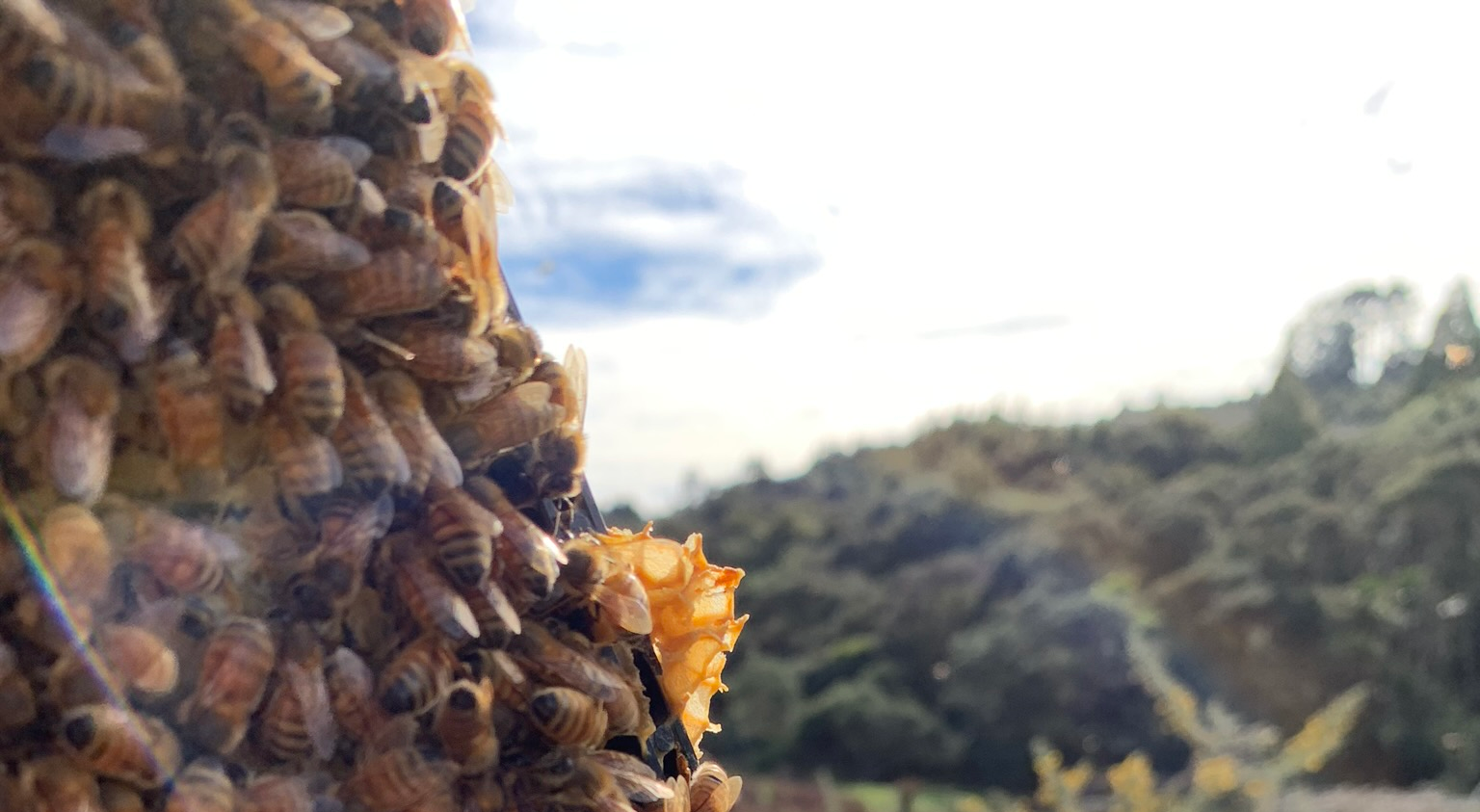 How To Get Rid of Bees Without Killing Them