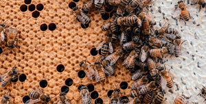 4 Surprising Health Benefits of Bee Pollen