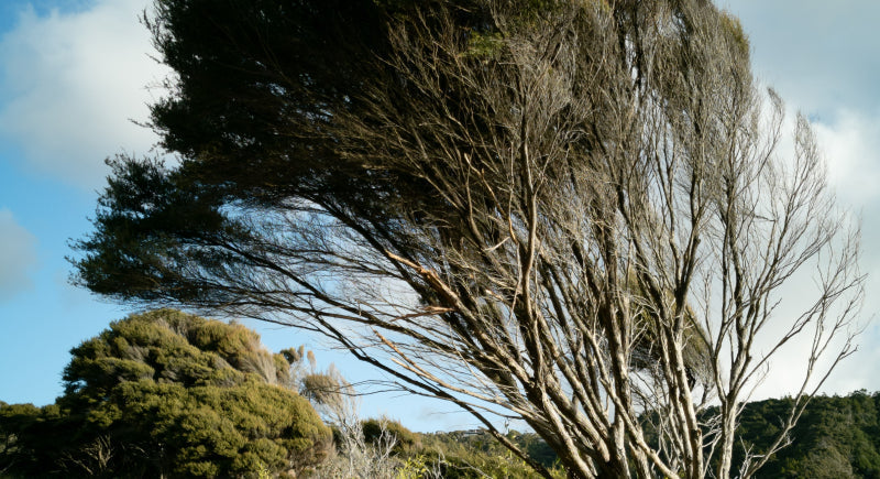 6 Best Plants & Flowers for Honey Bees