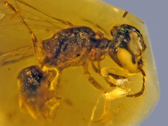What Do Bees Symbolize? Understanding Bee Symbolism