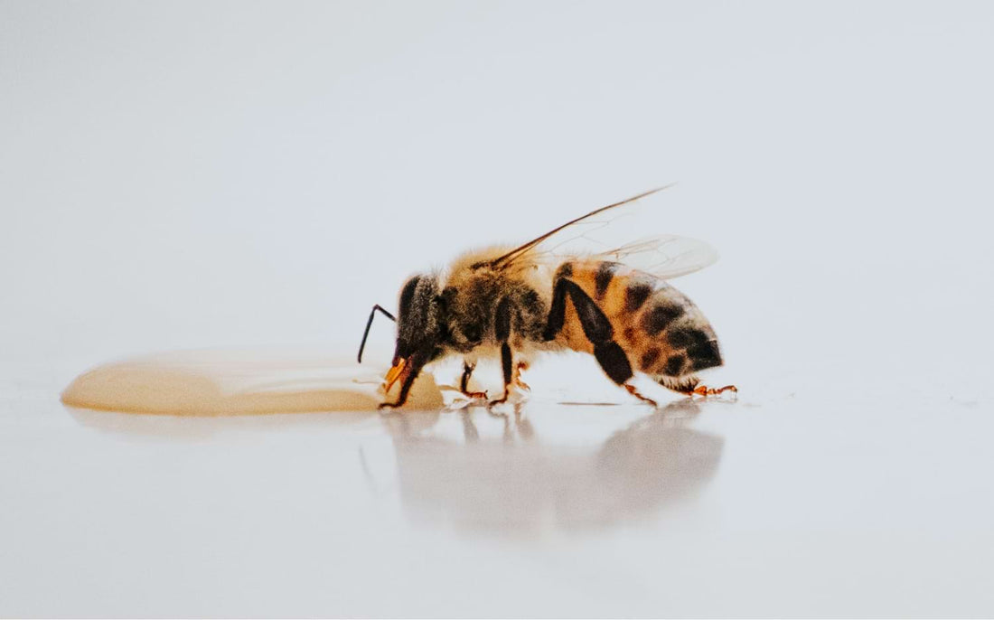 Cracking Down on Counterfeit: How to Verify the Purity of Your Honey