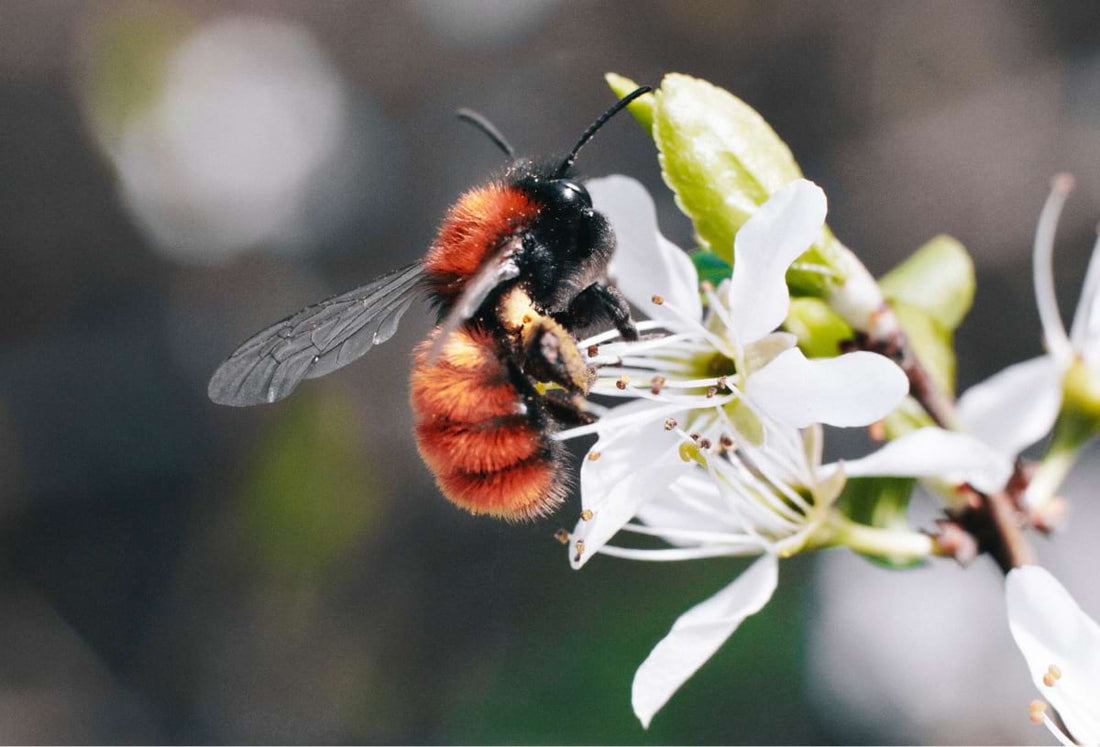 The History and Cultural Significance of Honey