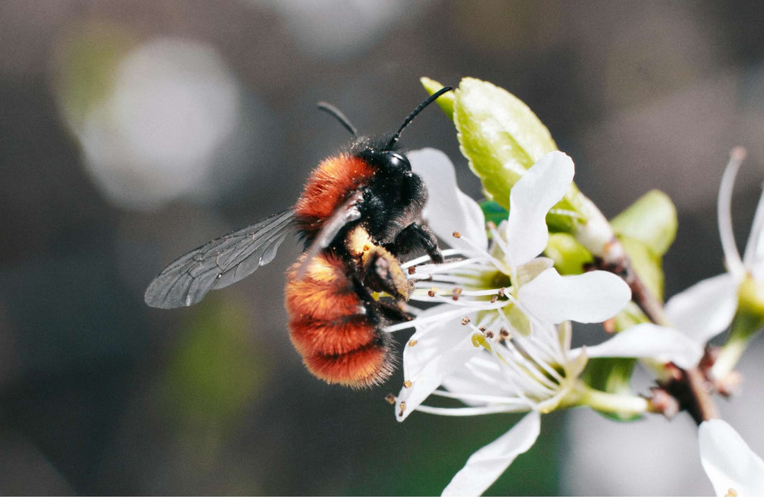 Manuka vs. Clover Honey: A Comparative Honey Guide