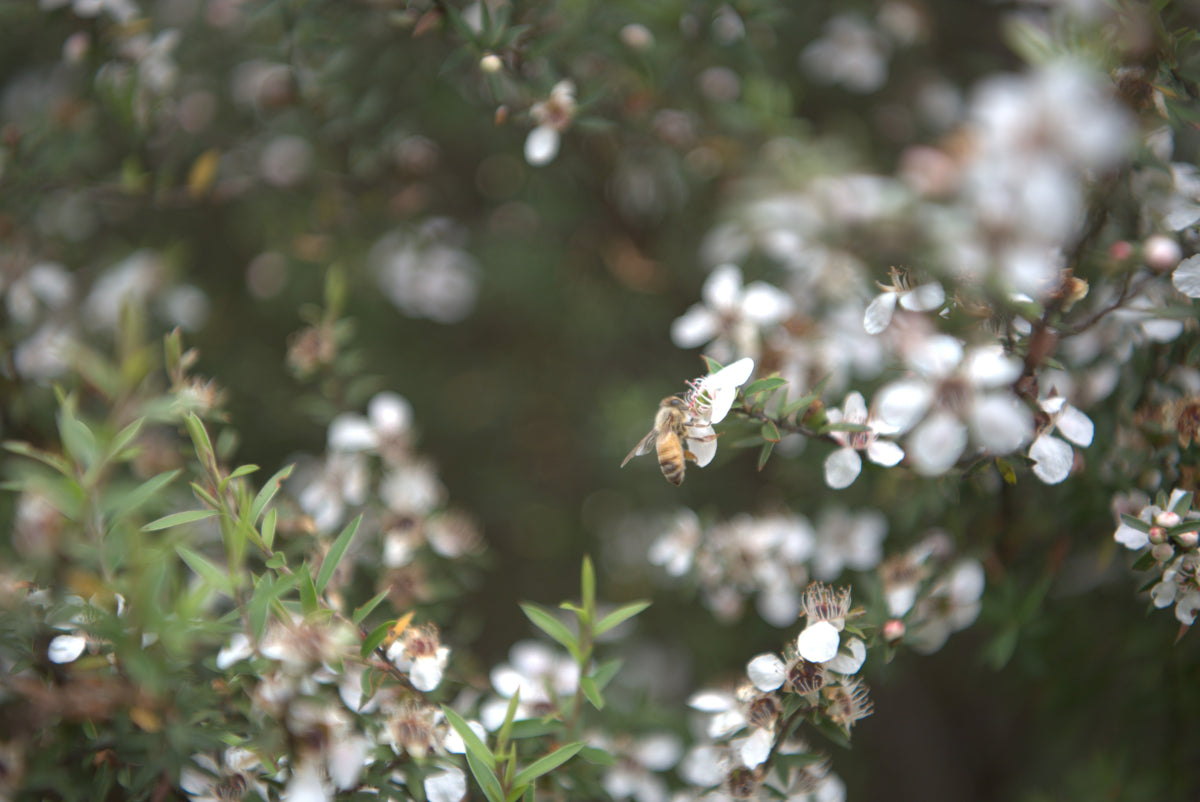 Where Do Honeybees Go in the Winter?