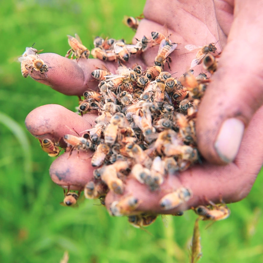 The Bees Behind Manuka Honey: Is There a Special Bee Species?