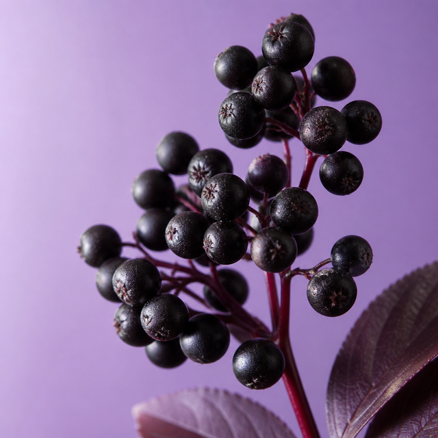 Elderberry_Extract