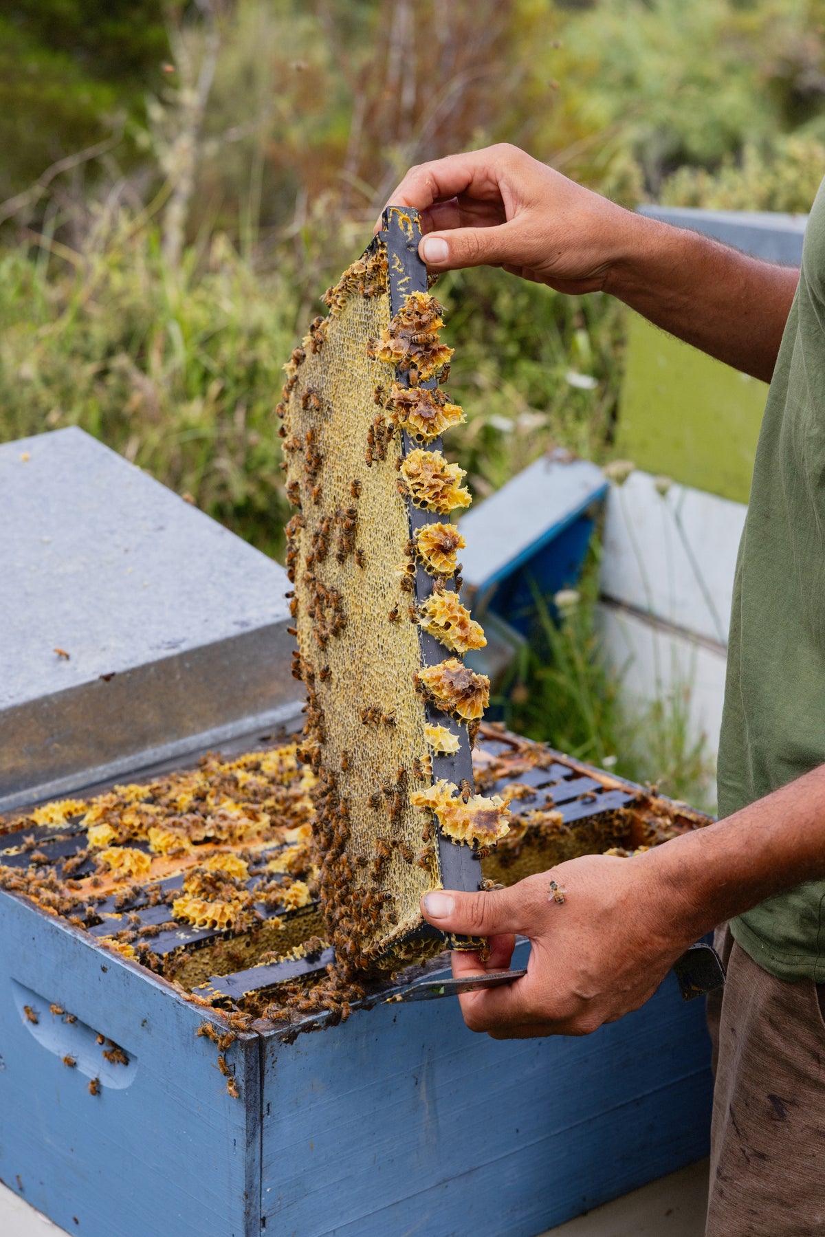 A Manukora beekeeper inspecting a hive frame in New Zealand