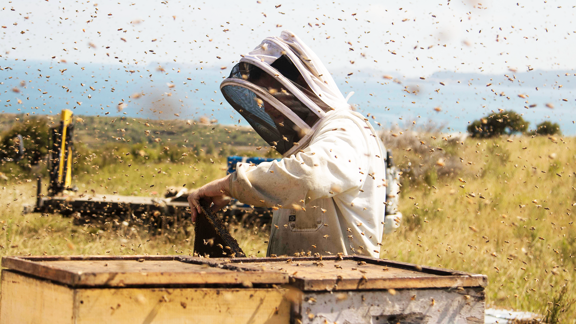 Manukora beekeeper working a hive on the New Zealand coast