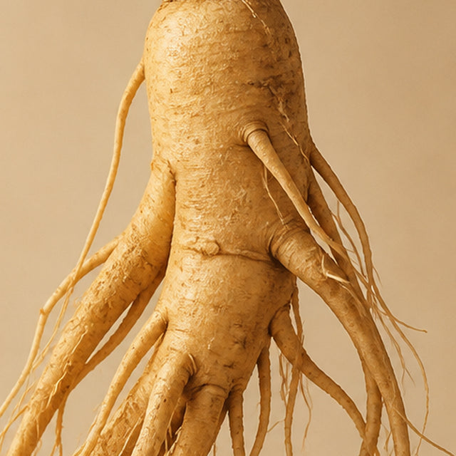 Fermented Ginseng