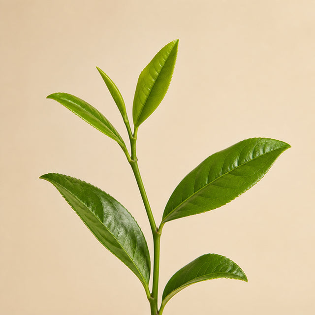 Organic Green Tea Caffeine
