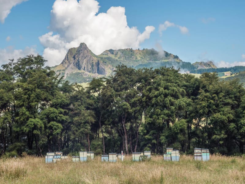 Manukora hives in a East Cape clearing below the ranges