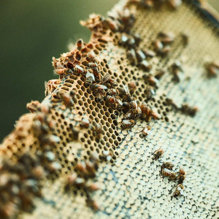 Most hives will never produce honey like this.