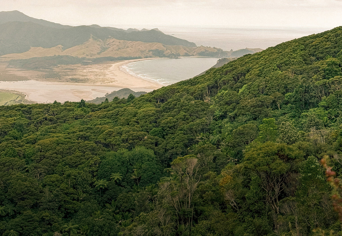of all Mānuka honey harvested reaches the rare 1200+ MGO grade.