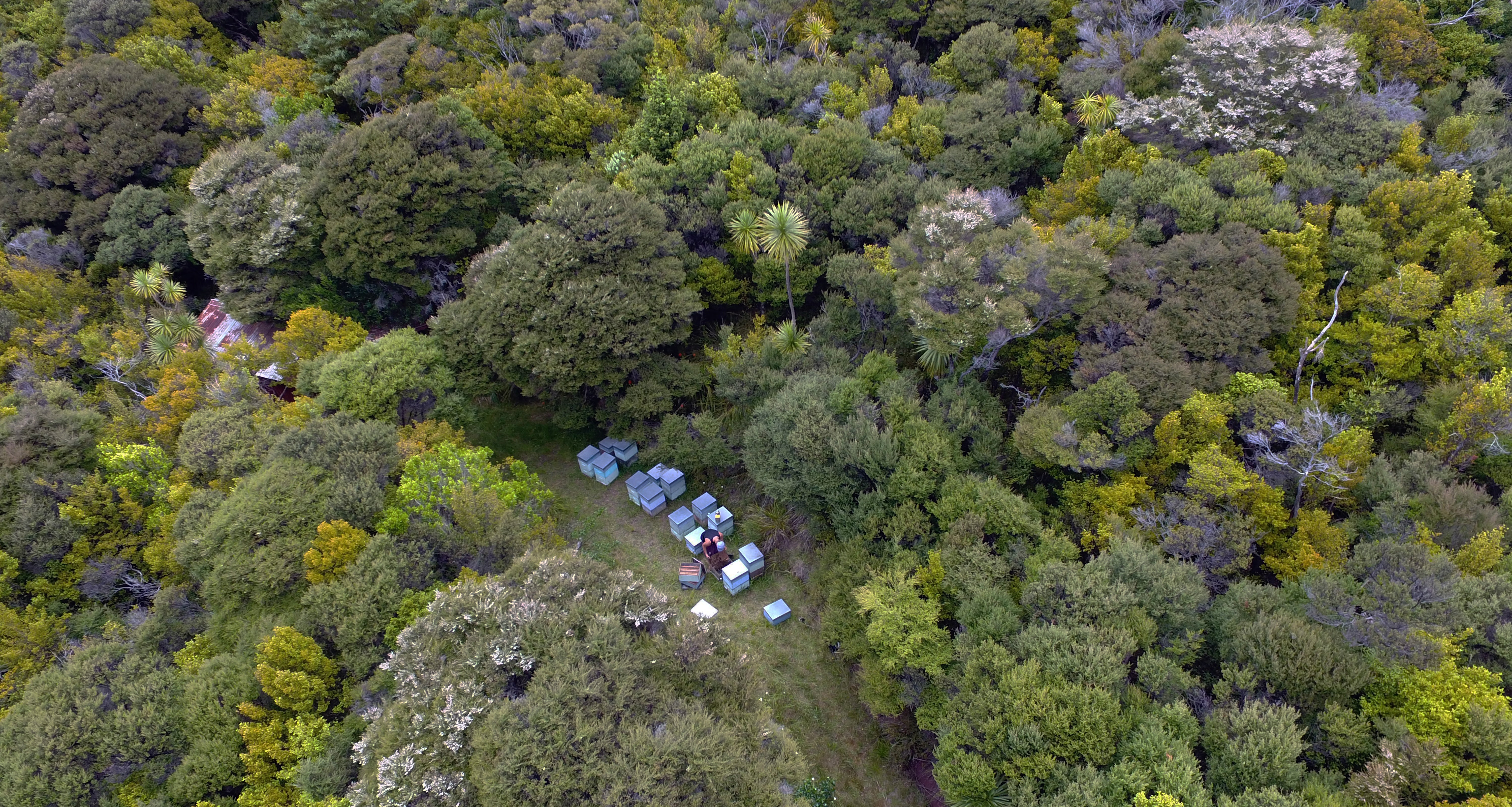 Aerial view of wild New Zealand Mānuka forest with beehives