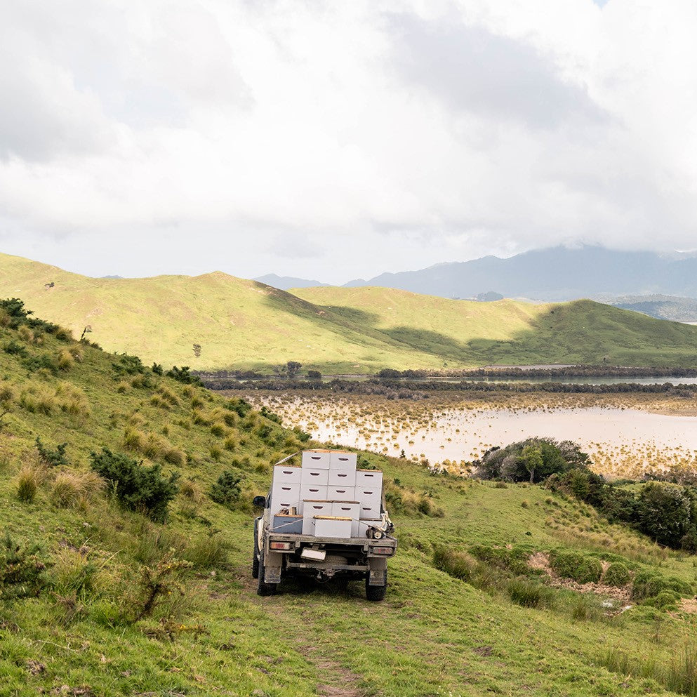 Manukora transporting capped Manuka Honey