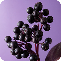 Organic Elderberry Extract