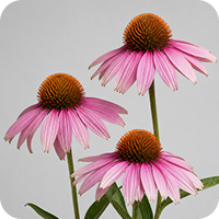 Organic Echinacea Extract