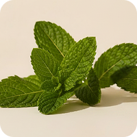 Organic Mint Extract