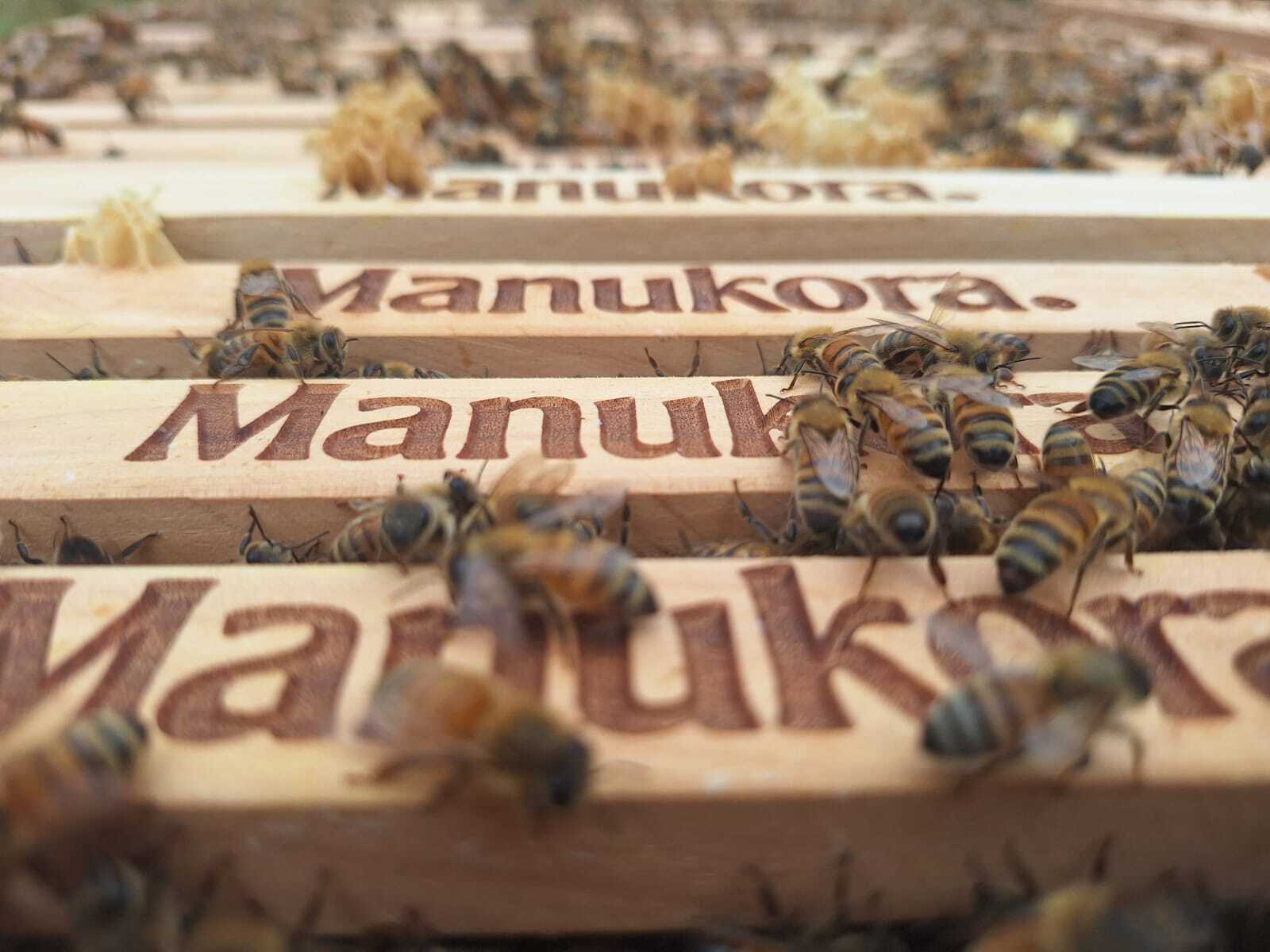 Bees on Manukora-branded hive frames