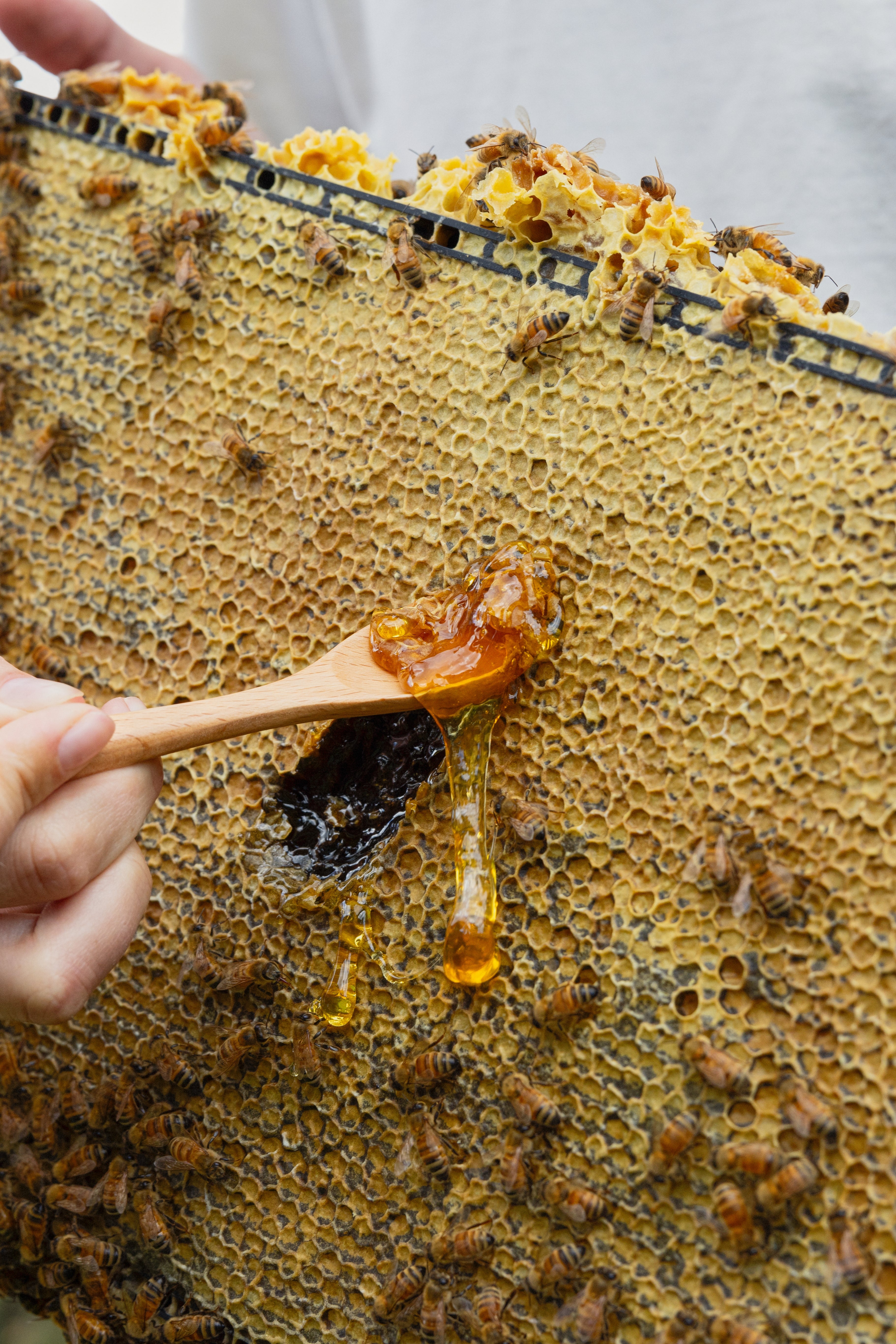 Raw Mānuka honey drizzling from a wooden spoon onto fresh comb