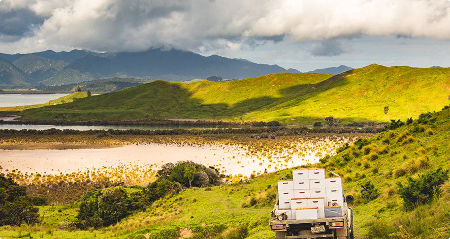 Manukonga Manuka Tree: The Source of a Superfood | Manukora