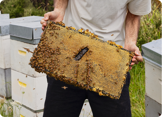 Suggested use -  MGO 850